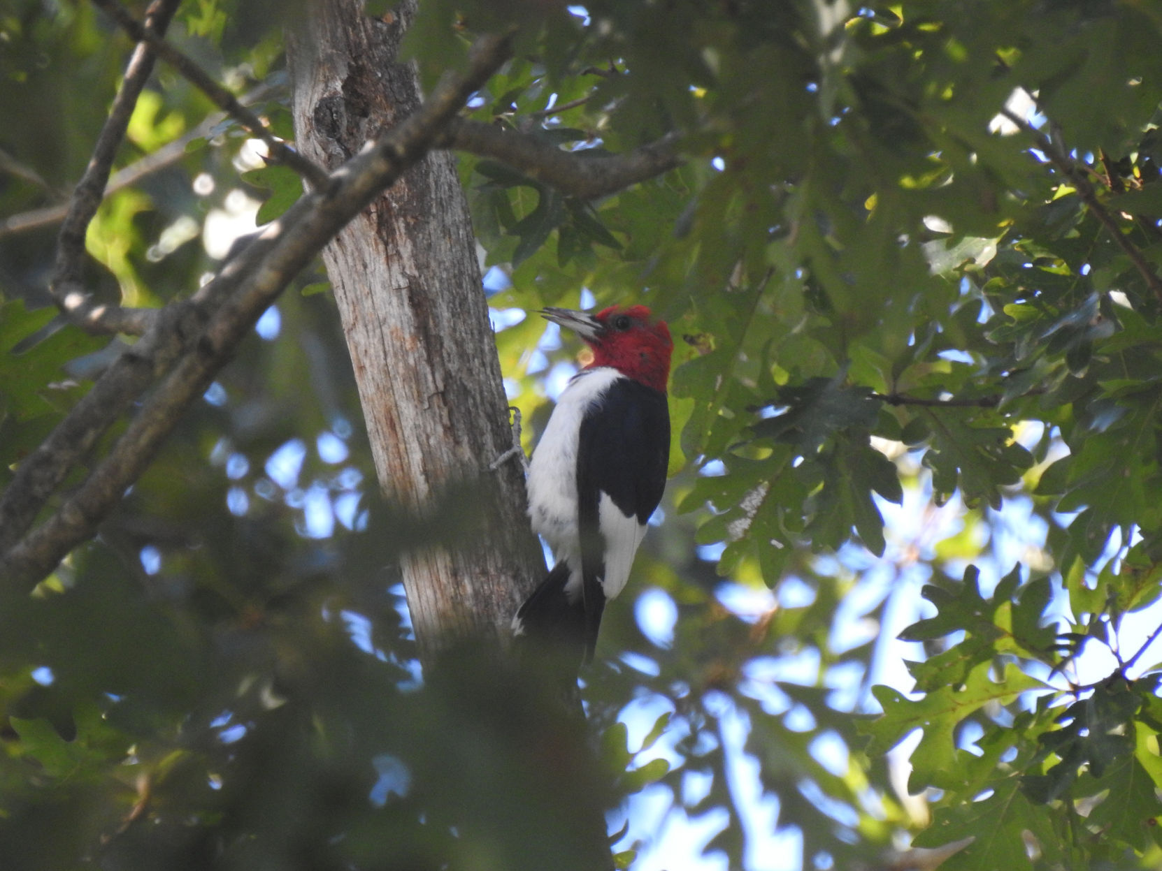 Woodpecker